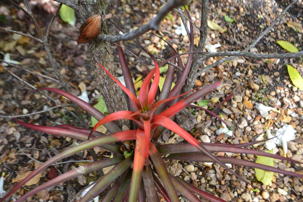 Tillandsia copanensis â daves plants