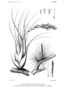 Tillandsia dyeriana coloring page free printable coloring pages