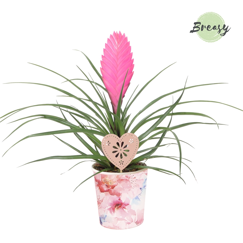 Tillandsia flowering indoor bromeliads flowering indoorplants indoorplants all products oz planten