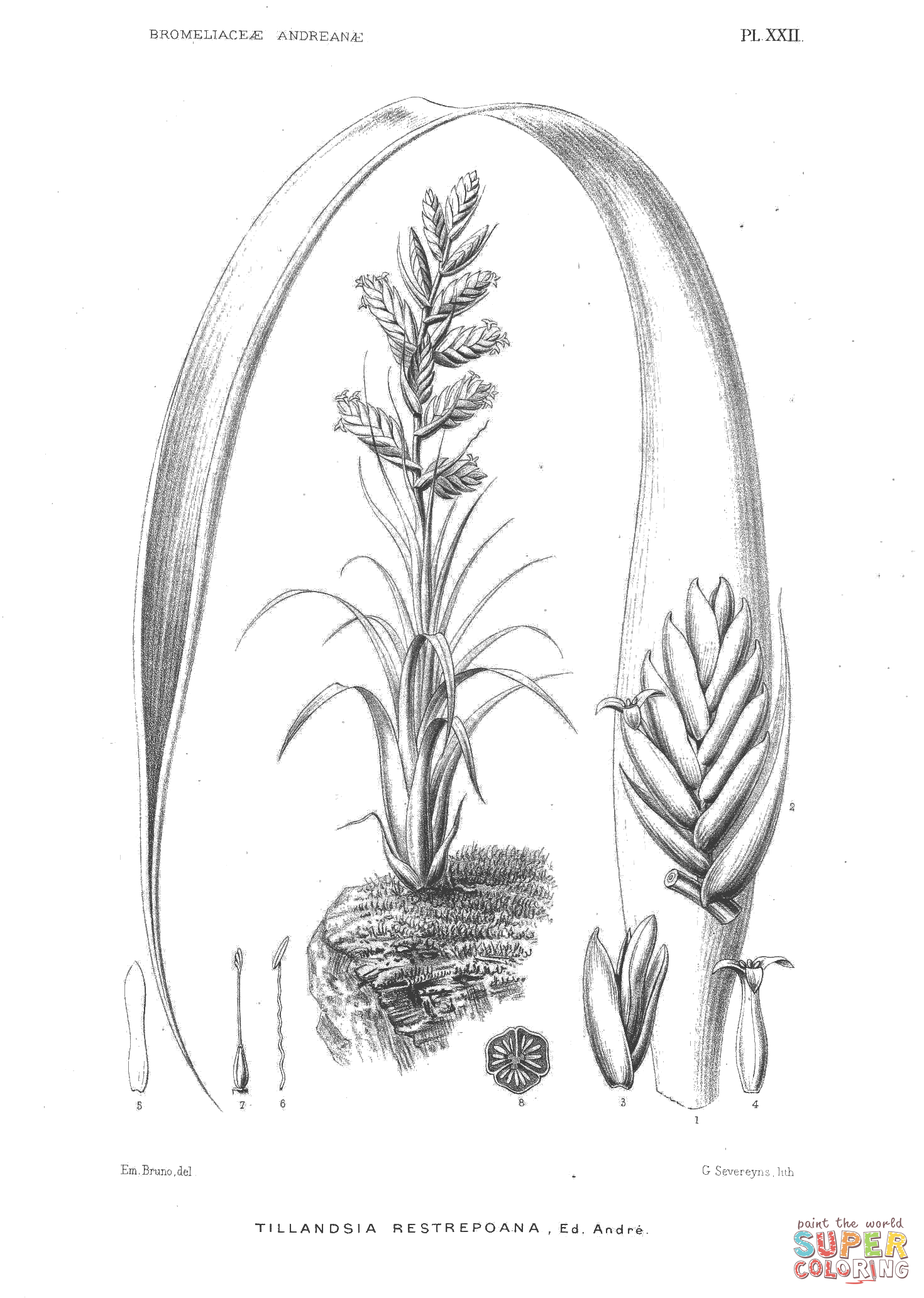 Tillandsia restrepoana coloring page free printable coloring pages