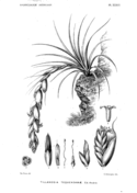 Tillandsia dyeriana coloring page free printable coloring pages