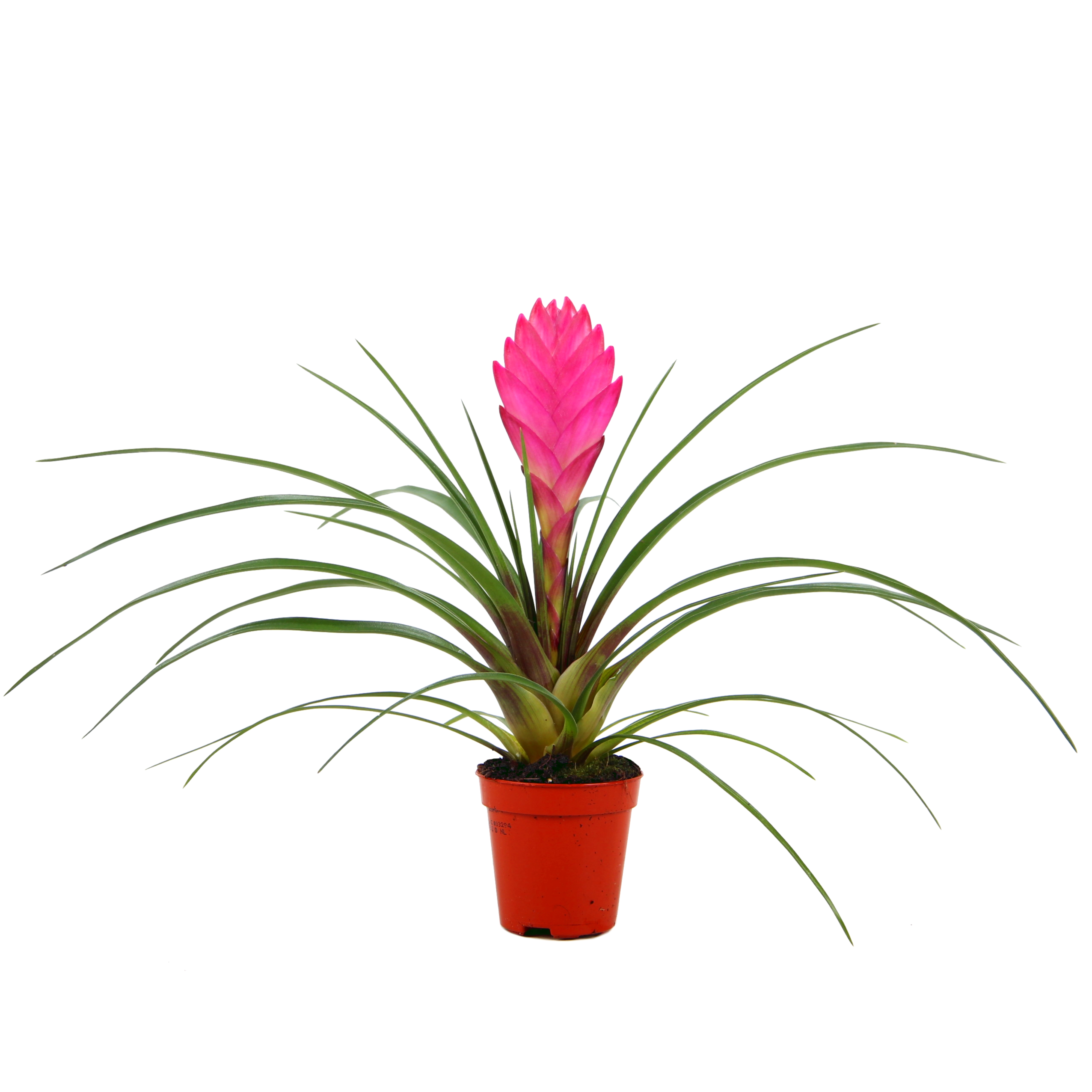 Tillandsia flowering indoor bromeliads flowering indoorplants indoorplants all products oz planten