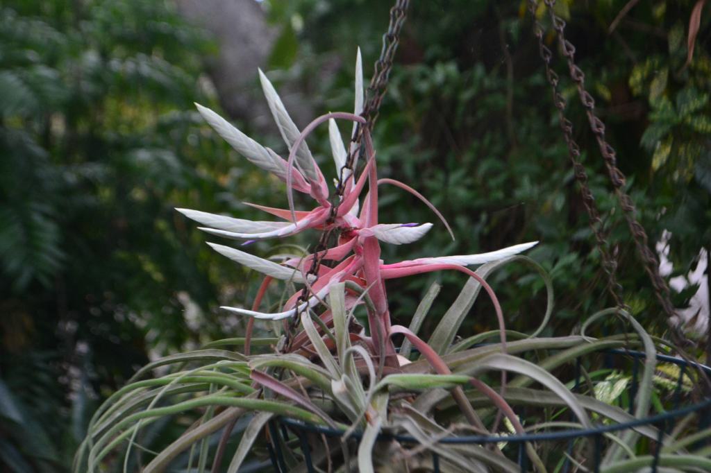 Tillandsia copanensis â daves plants