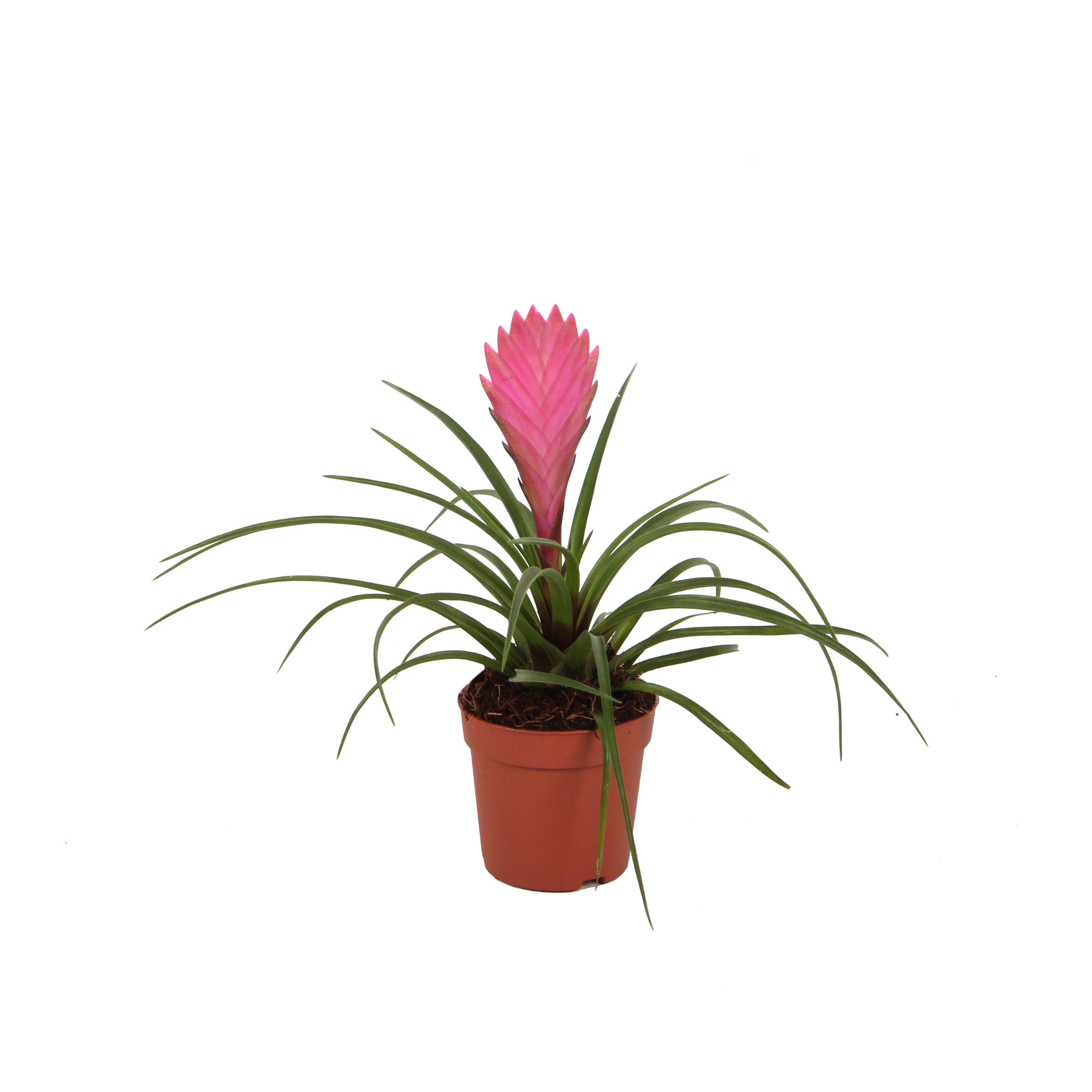 Tillandsia flowering indoor bromeliads flowering indoorplants indoorplants all products oz planten