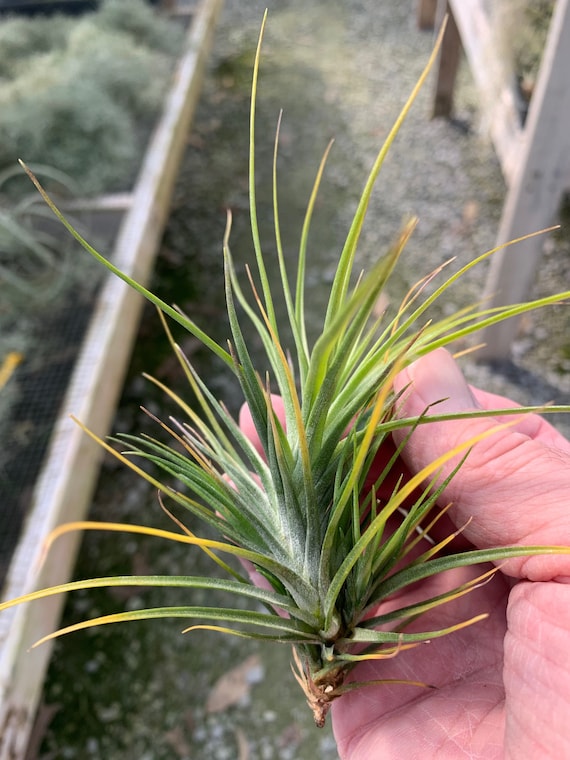 Tillandsia caulescens