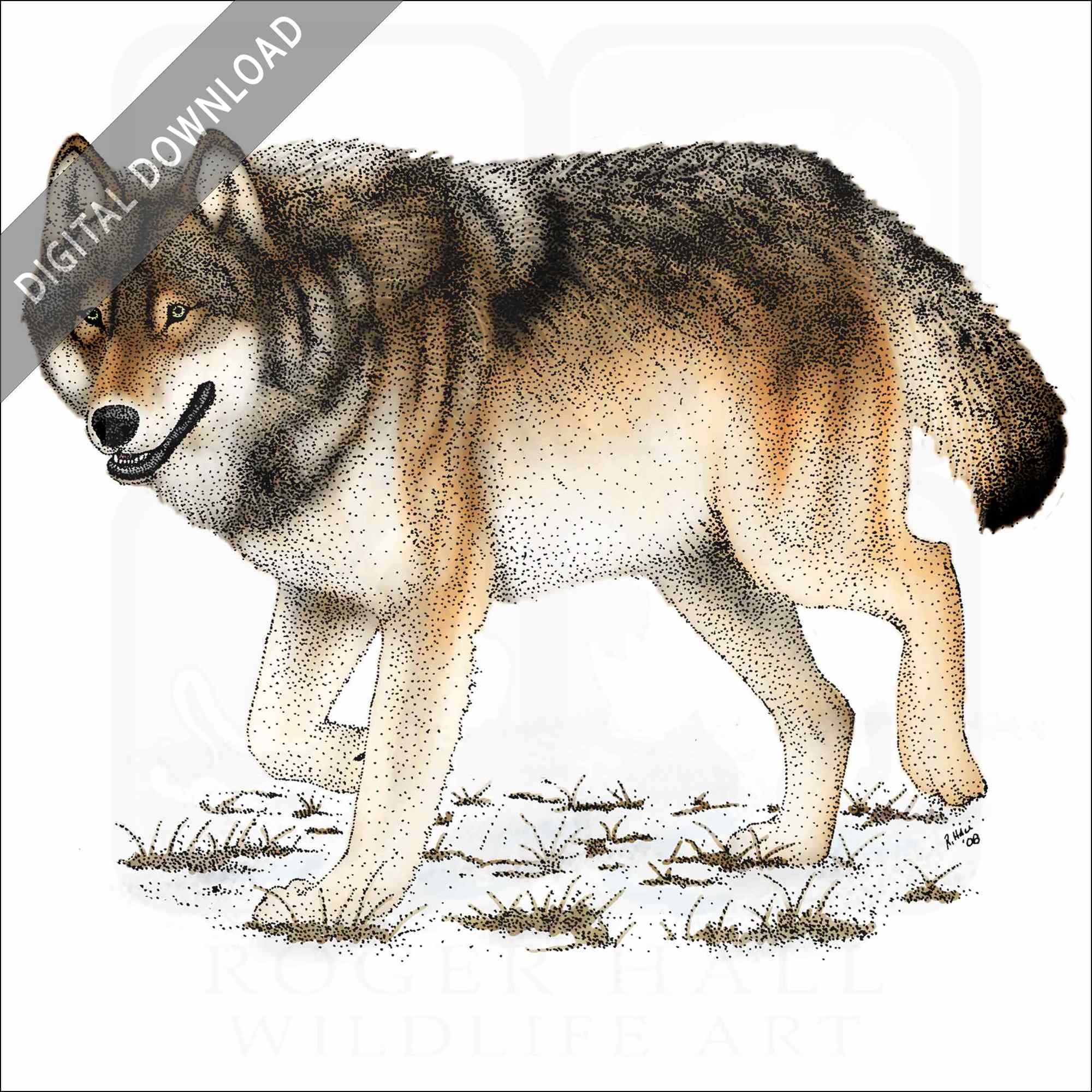 Stock art drawing of a timber or eastern wolf