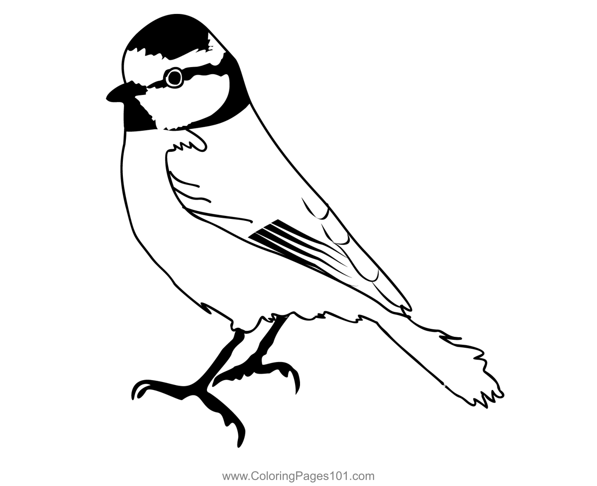 Blue tit coloring page for kids