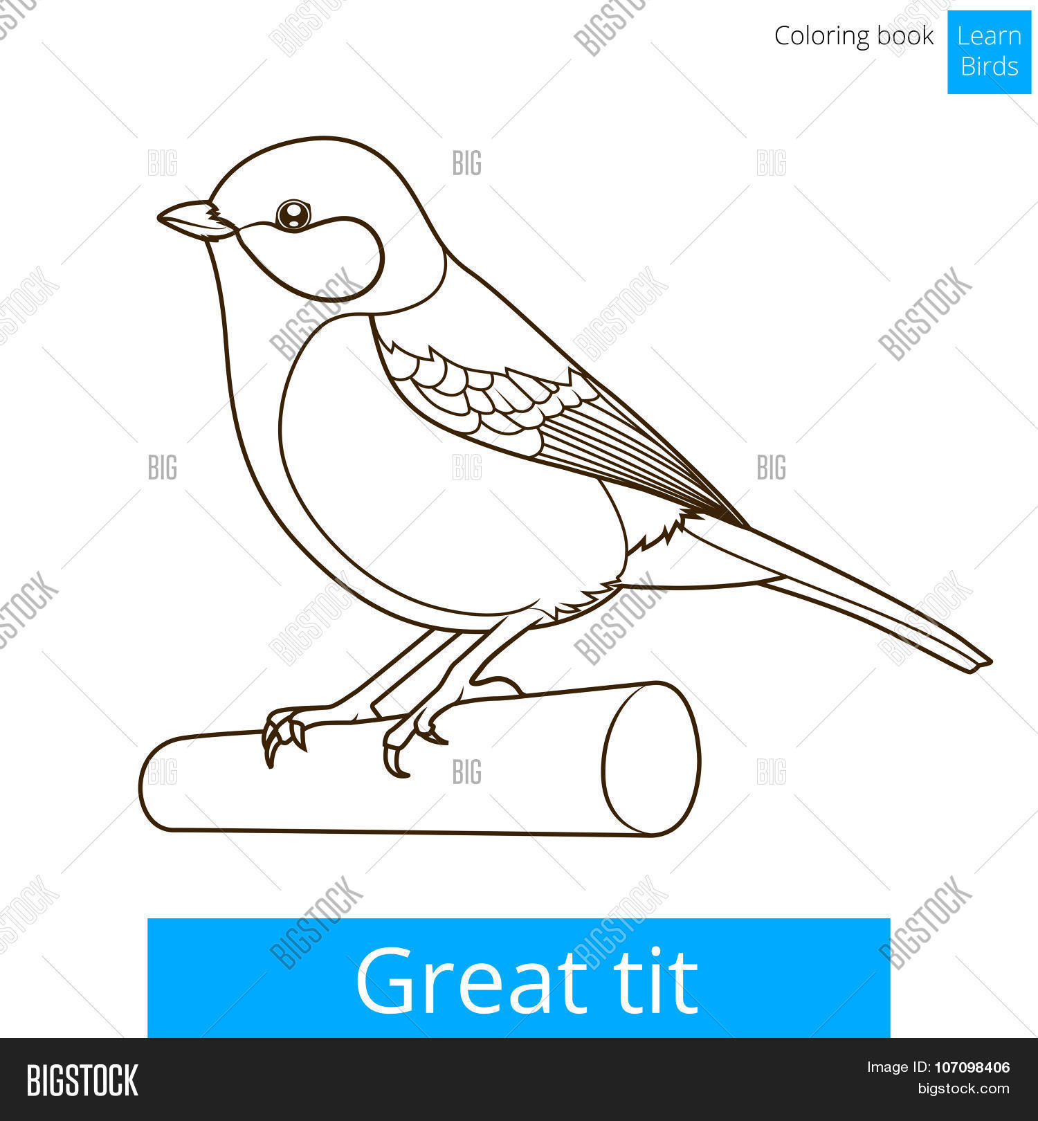 Great tit learn birds vector photo free trial bigstock