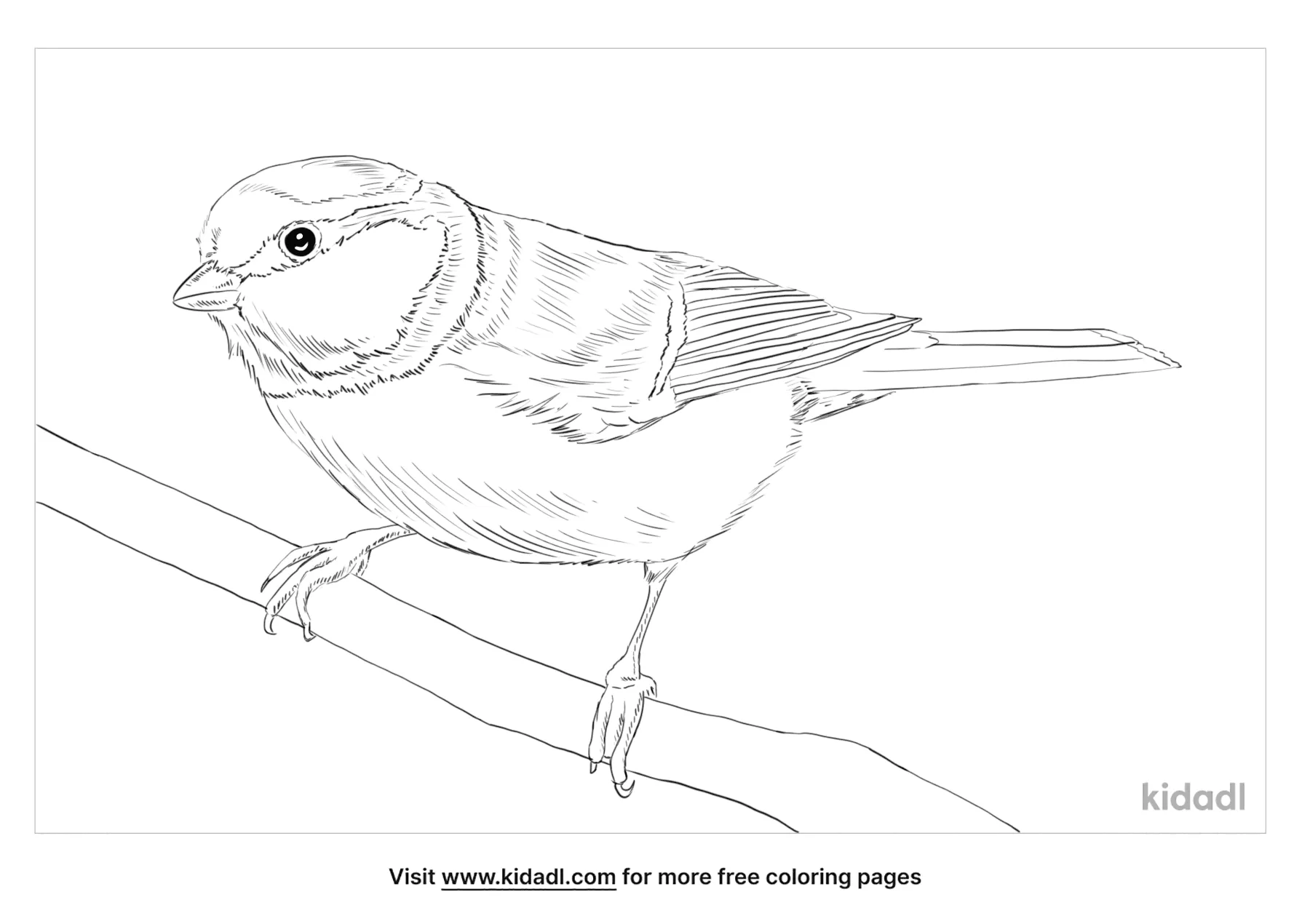 Free blue tit coloring page coloring page printables