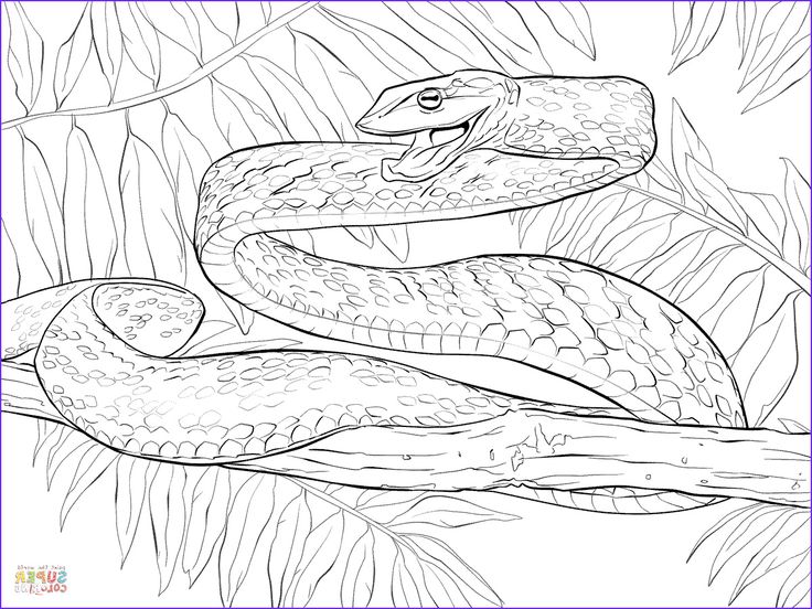 Diy ideas snake coloring pages pokemon coloring pages metal fabrication tools