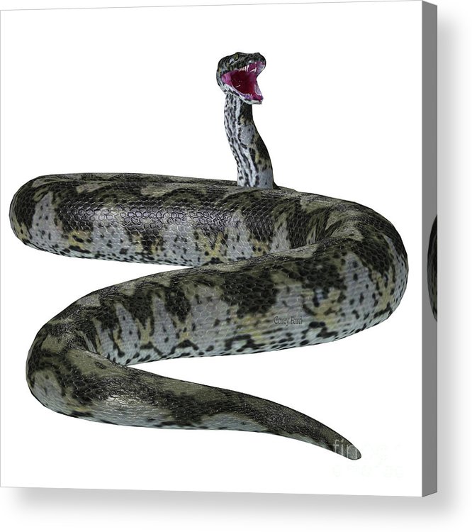 Titanoboa snake tail acrylic print by corey ford