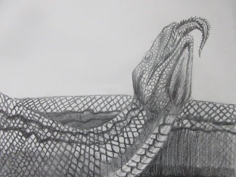 Speed drawing the prehistoric snake titanoboa