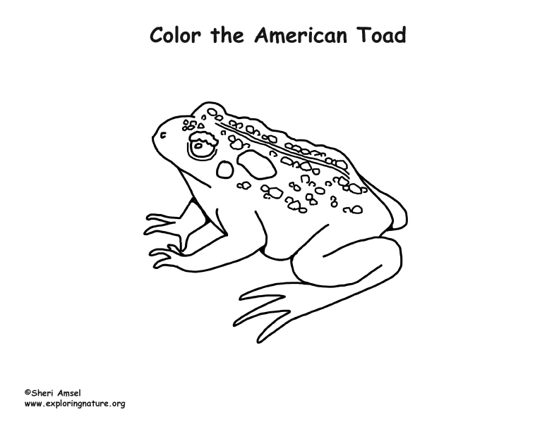 Toad american coloring page