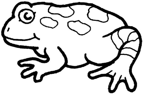 Free toad colouring pages for kids animal corner