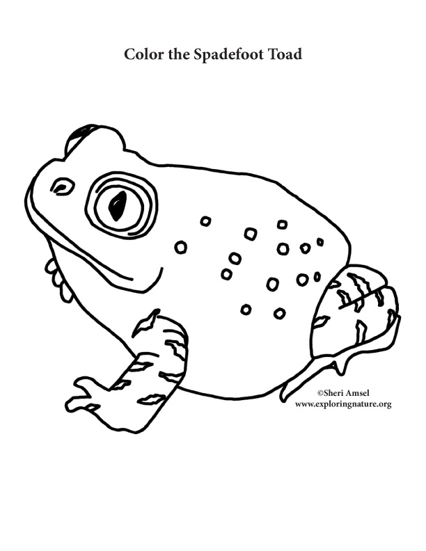 Toad spadefoot coloring page