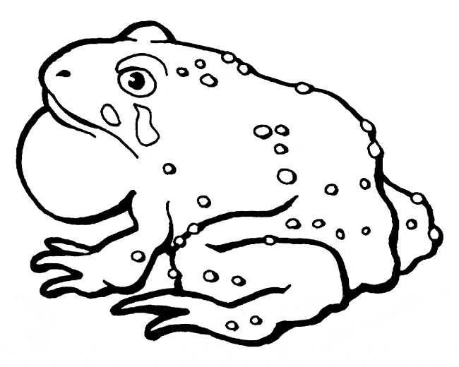 Fire belly toad coloring page