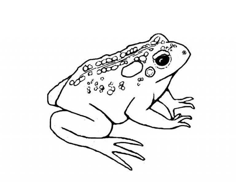 Free printable toad coloring pages for kids fox coloring page coloring pages coloring pages for kids