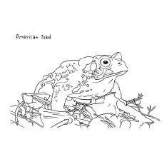 Delightful frog coloring pages for your little ones