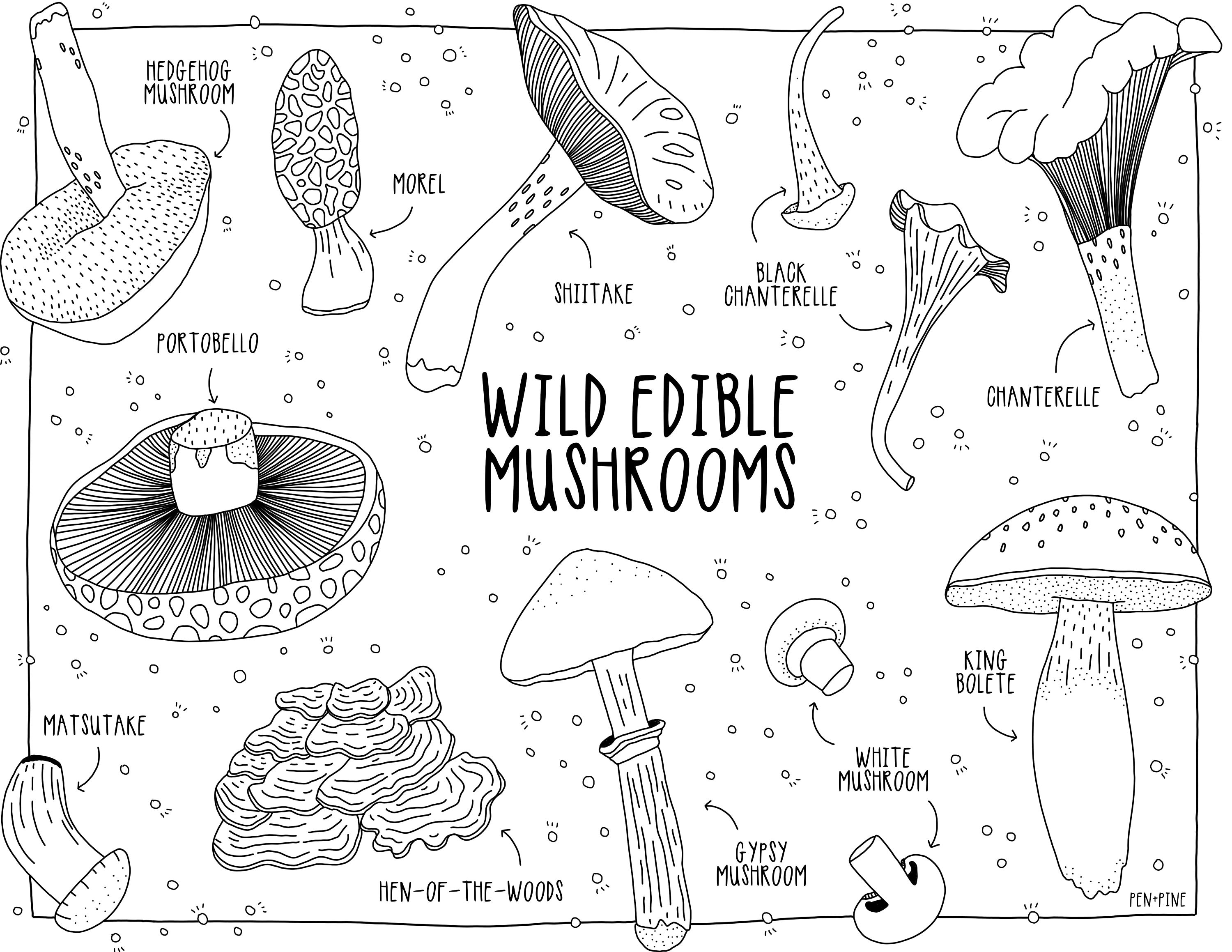 Mushroom printable coloring page adult childrens coloring pdf printable nature