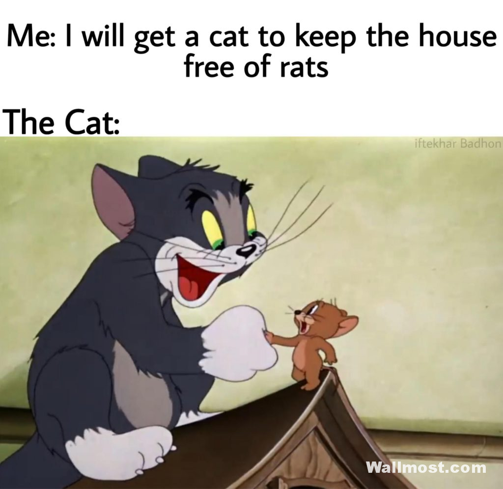 Best tom and jerry memes