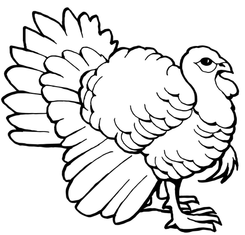 Turkey tom coloring page free printable coloring pages