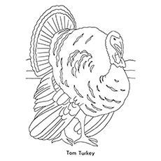 Top turkey coloring pages for toddlers