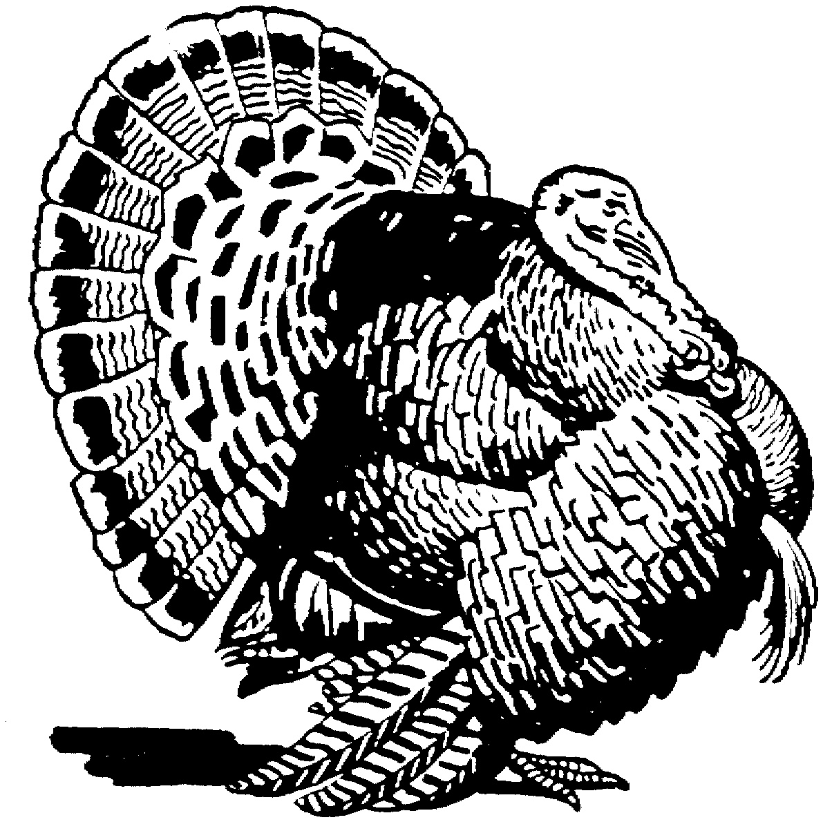 Free turkey coloring pages