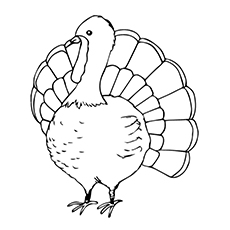 Top turkey coloring pages for toddlers