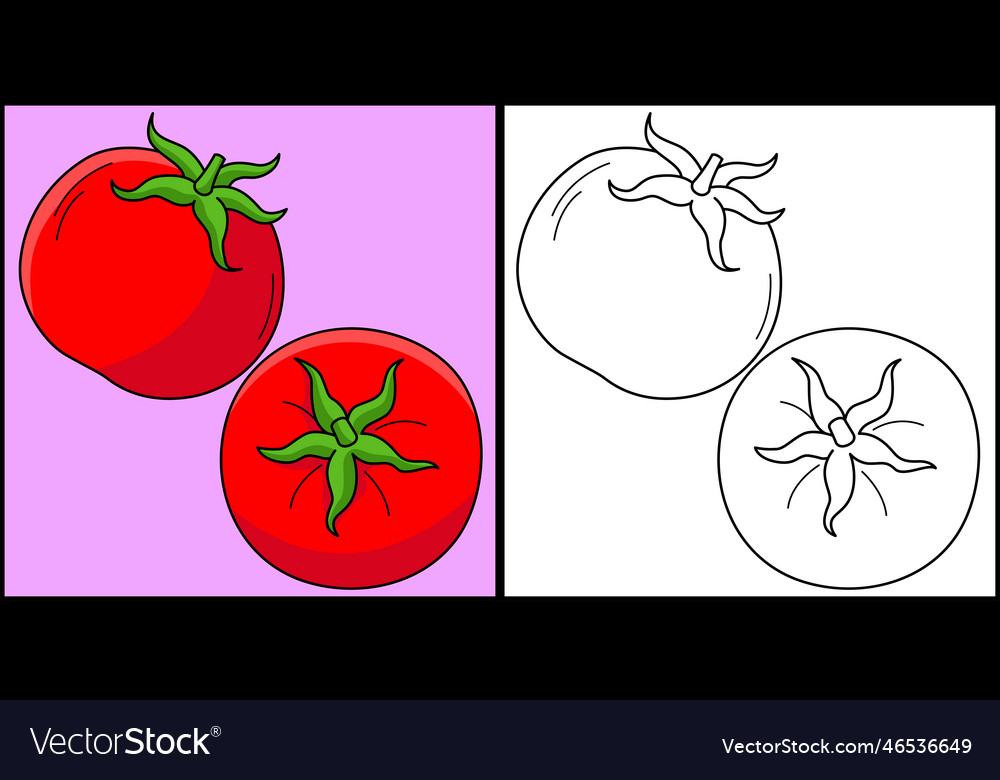 Tomato fruit coloring page colored royalty free vector image