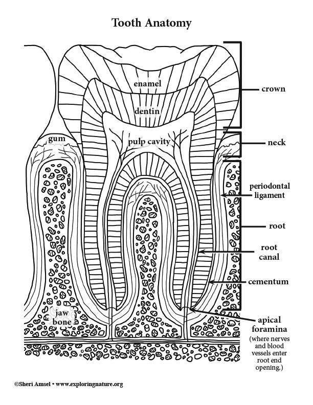 Tooth anatomy coloring page