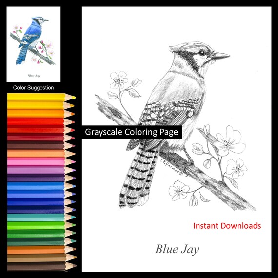 Blue jay on cherry blossom branch coloring pages winstructions for x and x sizes digital download and printable for adult kids