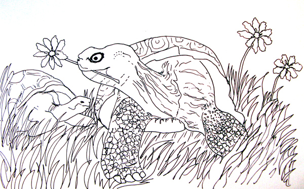 Tortoise drawing â