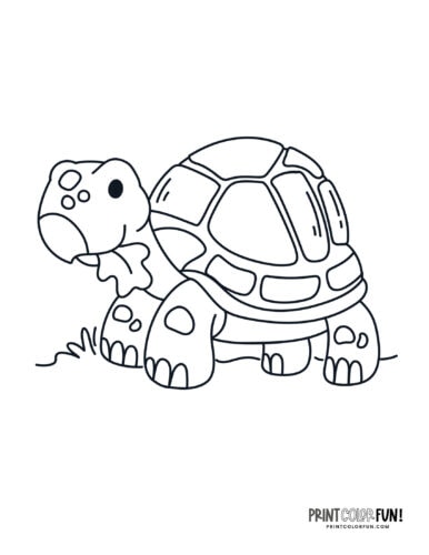 Tortoise coloring pages clipart at