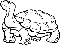 Tortoises and turtles coloring pages and printable activities