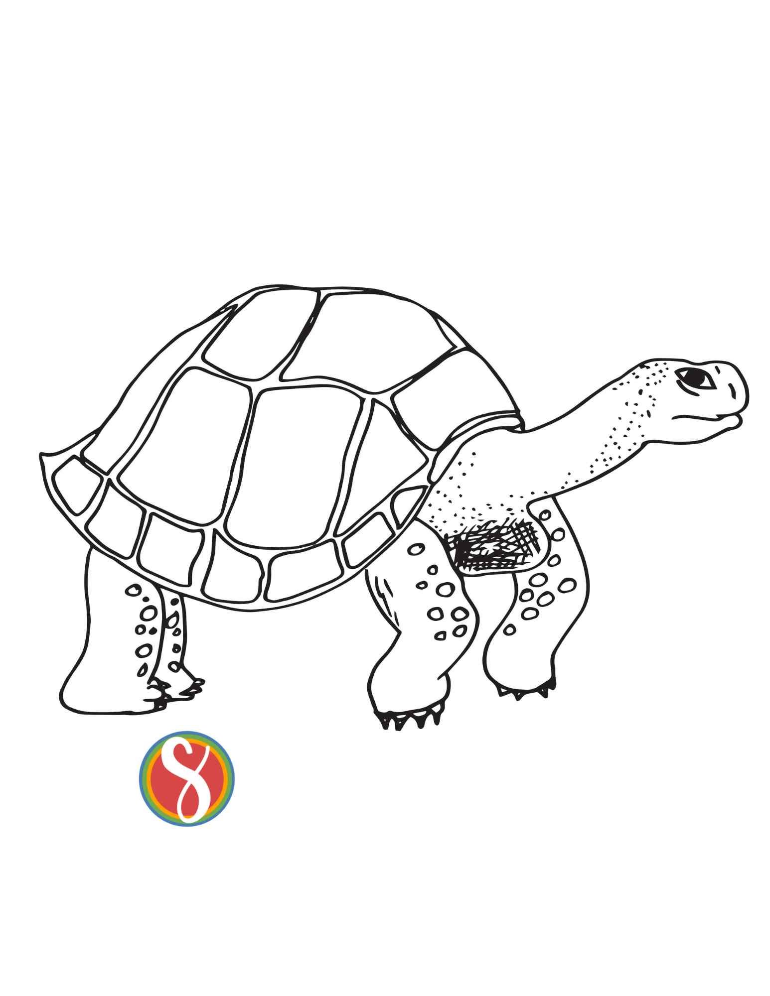 Free turtle coloring pages â stevie doodles