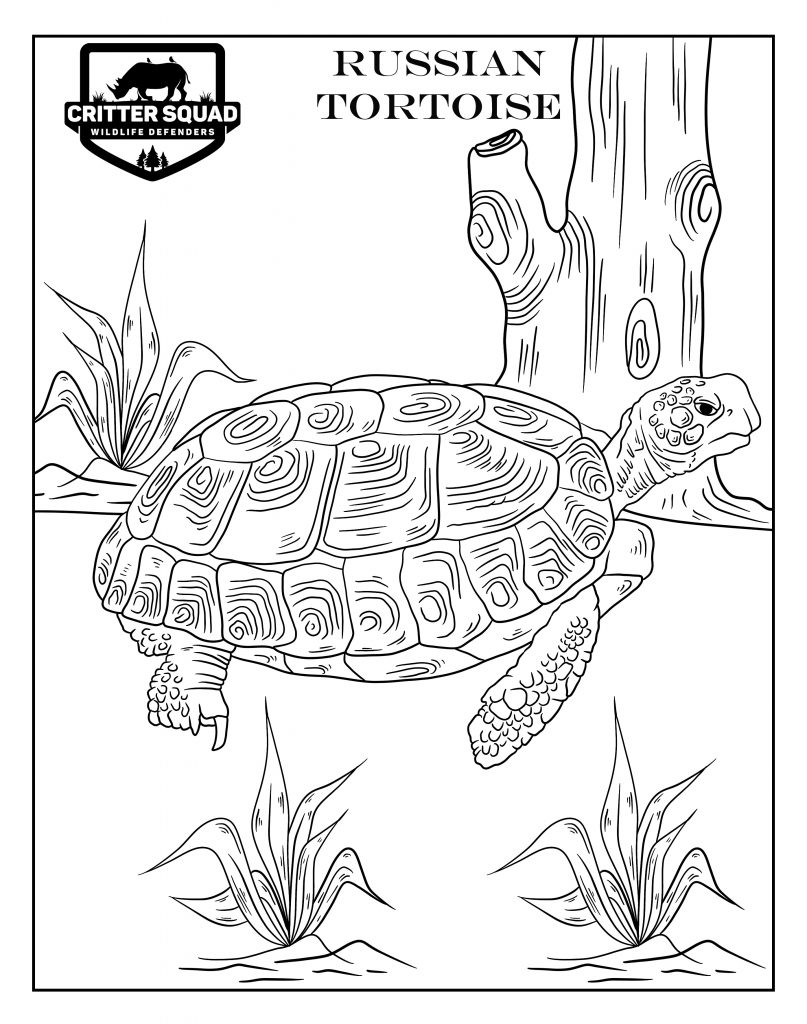 Russian tortoise coloring