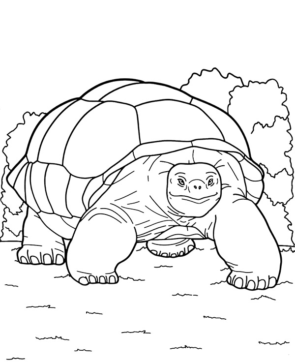 Galãpagos tortoise coloring page giant turtle