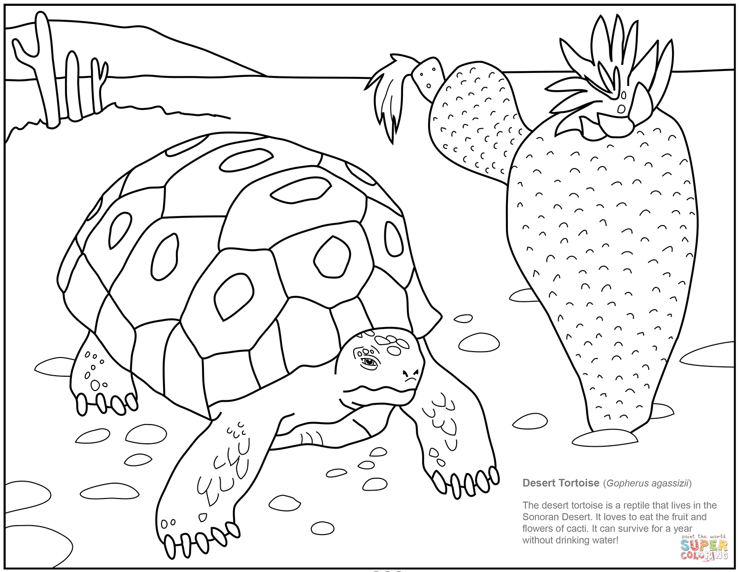 Desert tortoise coloring page free printable coloring pages