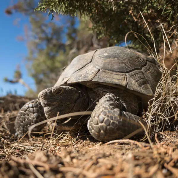 Datos de tortuga del desierto dieta hãbitat e imãgenes en