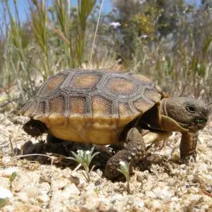 Datos de tortuga del desierto dieta hãbitat e imãgenes en