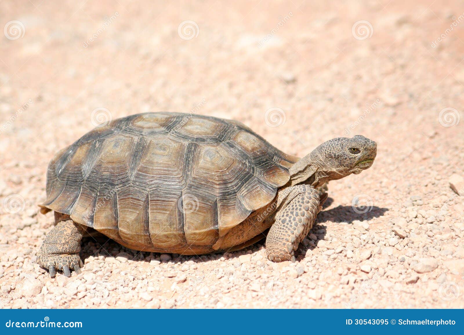 Tortoise gopherus stock photos