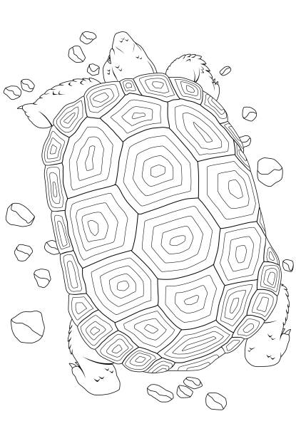 Desert tortoise stock illustrations royalty