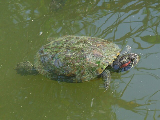 Trachemys scripta elegans