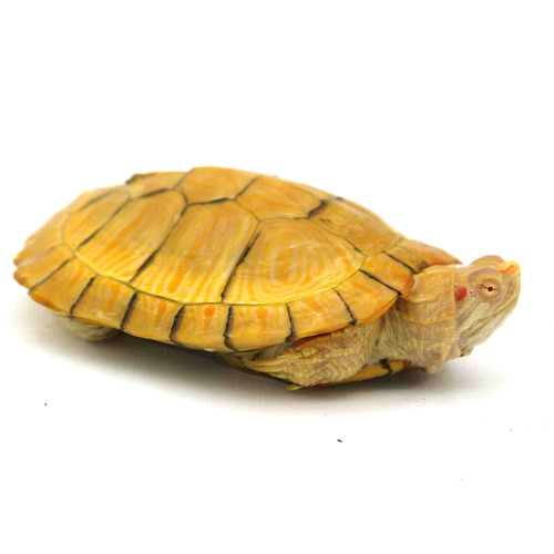 Tortuga de orejas rojas albina shadows reptiles