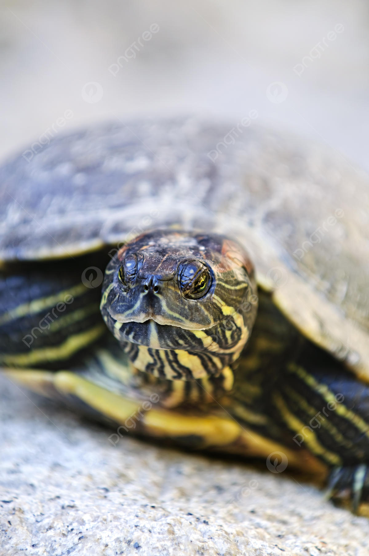 Fondo tortuga de orejas rojas tortuga tortugas cerca foto e imagen para dcarga gratuita