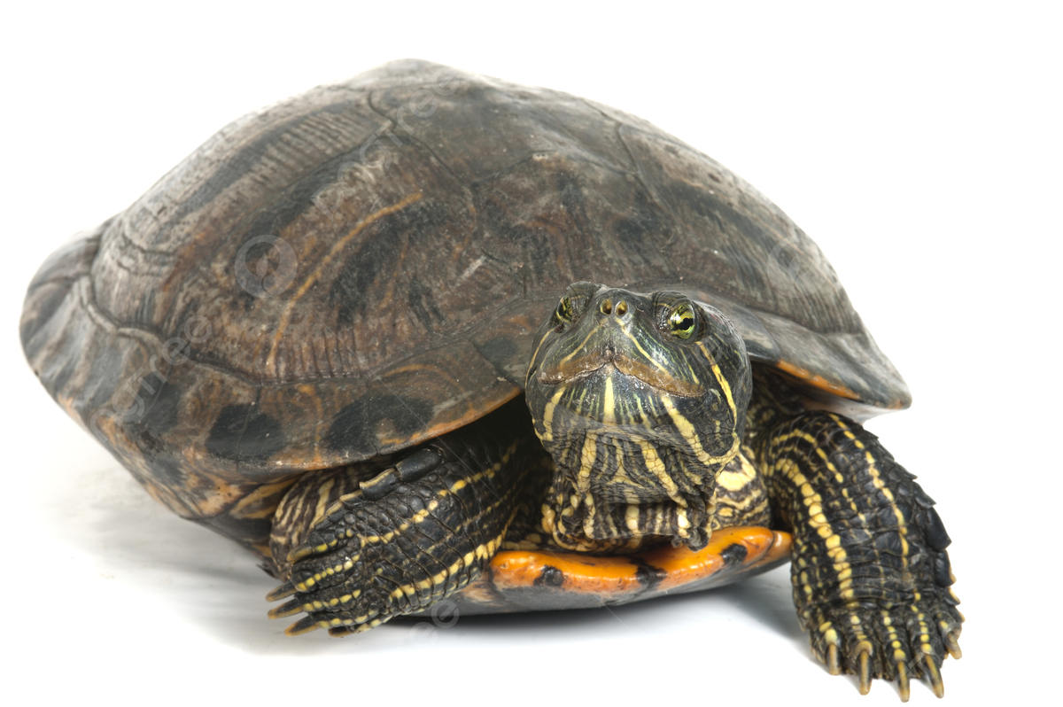 Tortuga de orejas rojas aislada sobre fondo blanco cudo de luz de fondo foto e imagen para dcarga gratuita