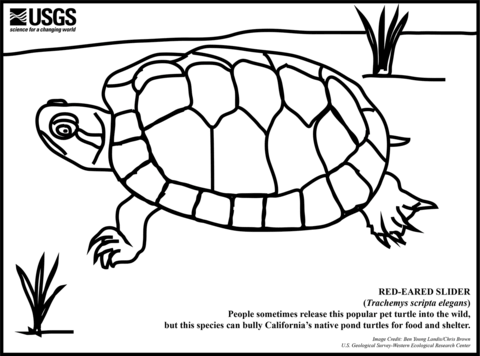 Dibujo de tortuga de orejas rojas para colorear dibujos para colorear imprimir gratis