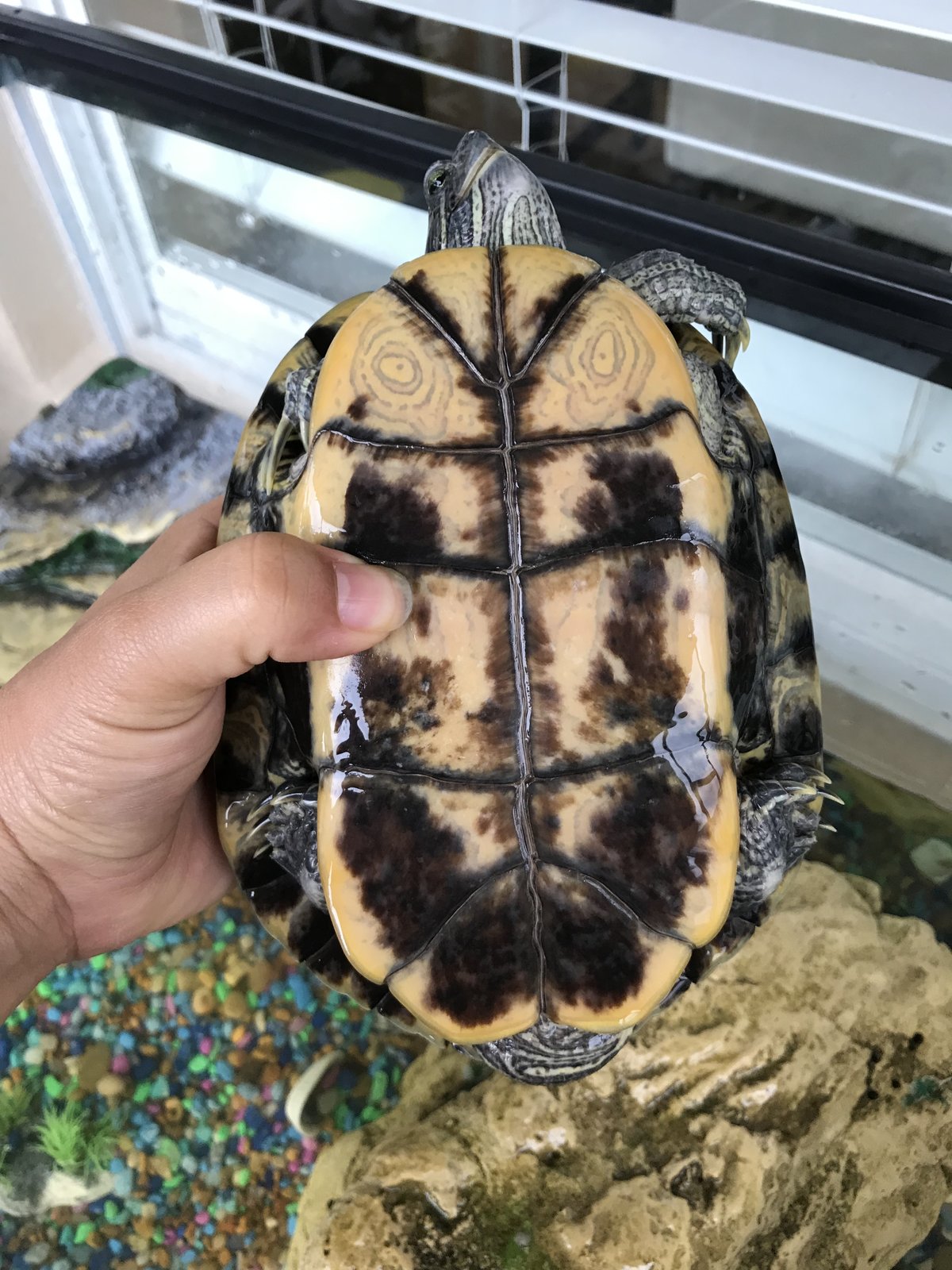 Tortuga de orejas rojas con manchas blancas y pãlida que hago fauna exãtica