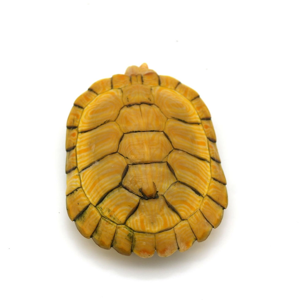 Tortuga de orejas rojas albina shadows reptiles