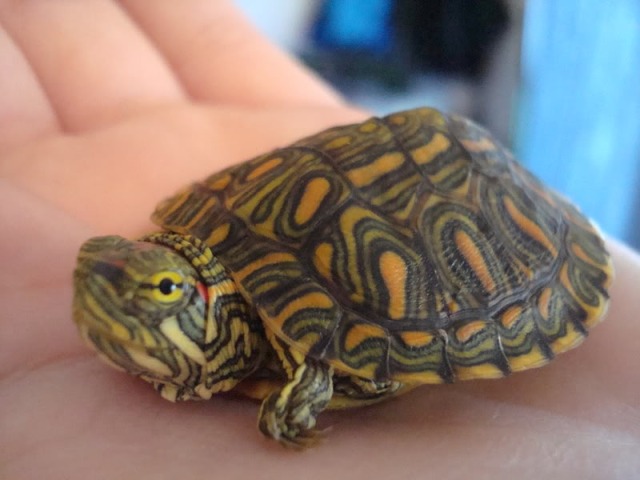 Trachemys scripta legleri tse rio grande tortugas y algo mãs